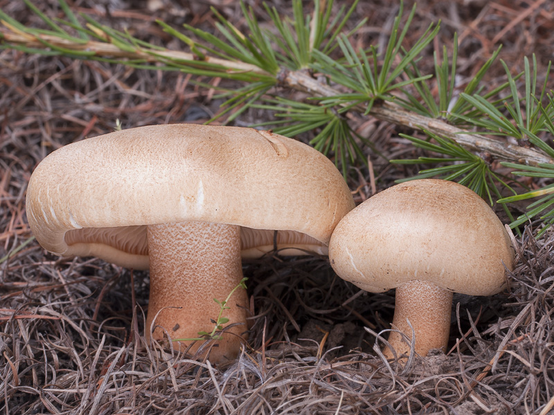 Tricholoma psammopus